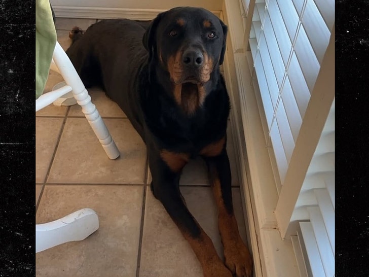 Chop the dog killed by ice