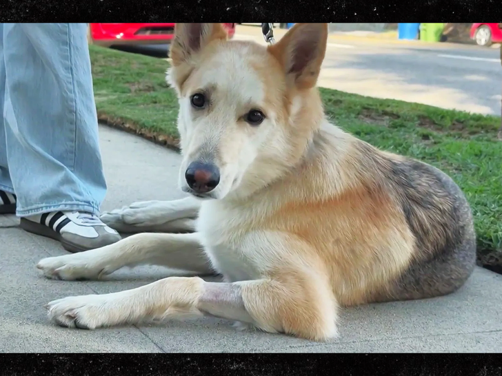 dog ingests meth ktla